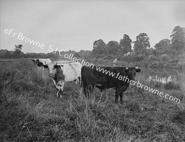 COWS IN PASTURE